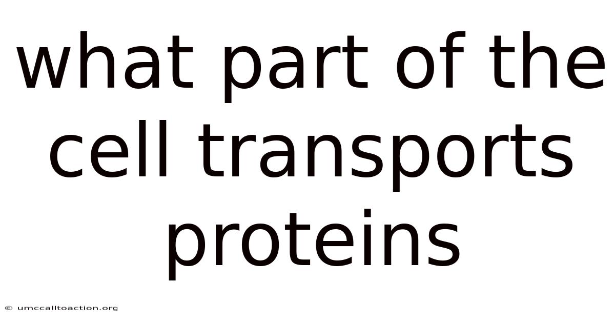 What Part Of The Cell Transports Proteins