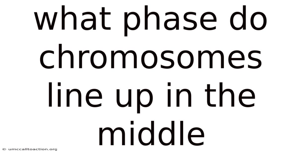 What Phase Do Chromosomes Line Up In The Middle