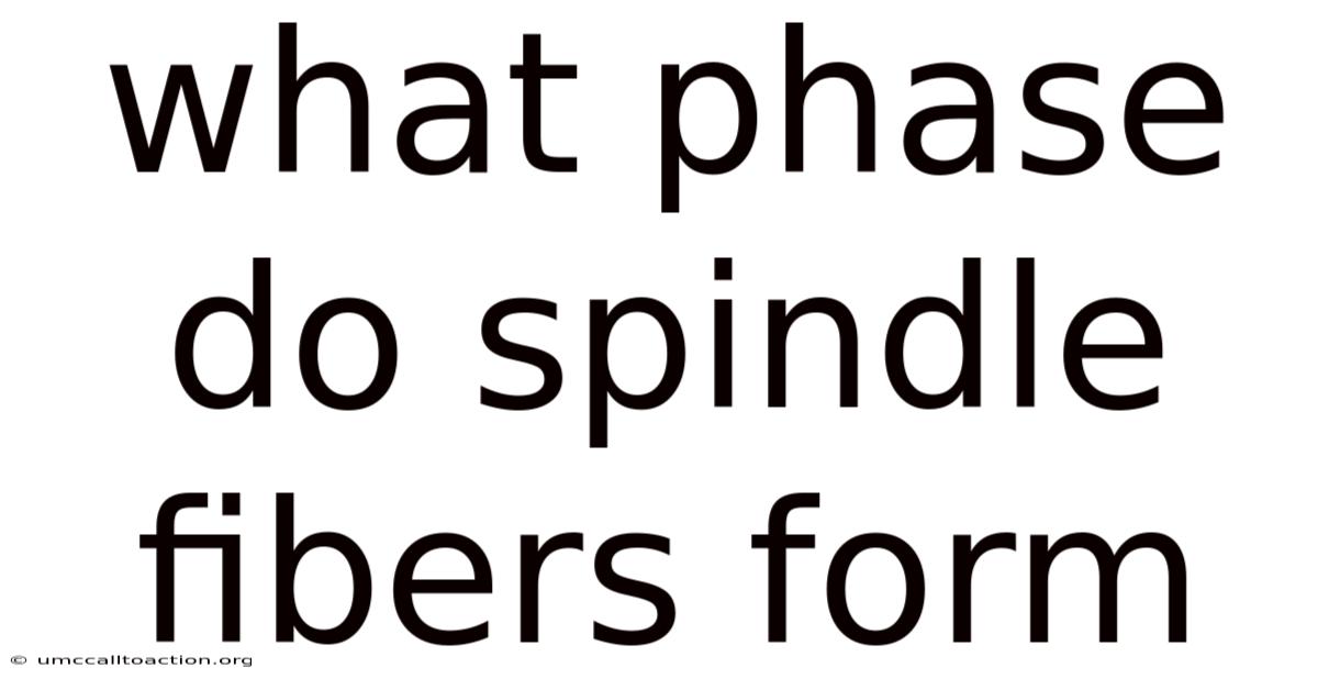 What Phase Do Spindle Fibers Form