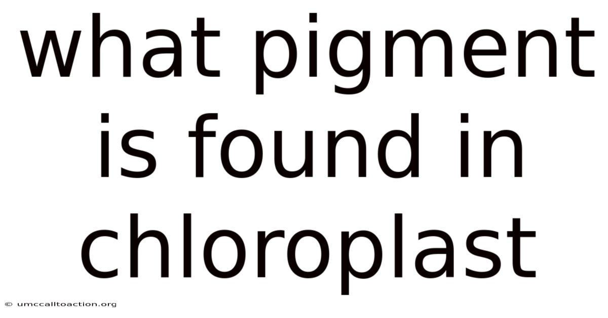 What Pigment Is Found In Chloroplast