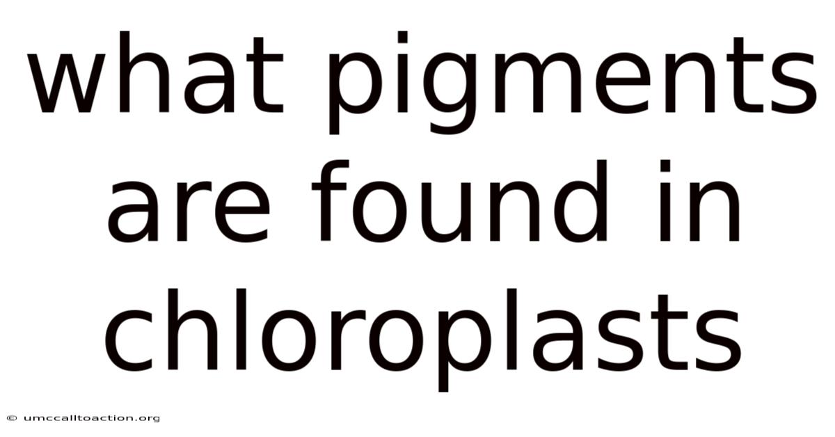 What Pigments Are Found In Chloroplasts