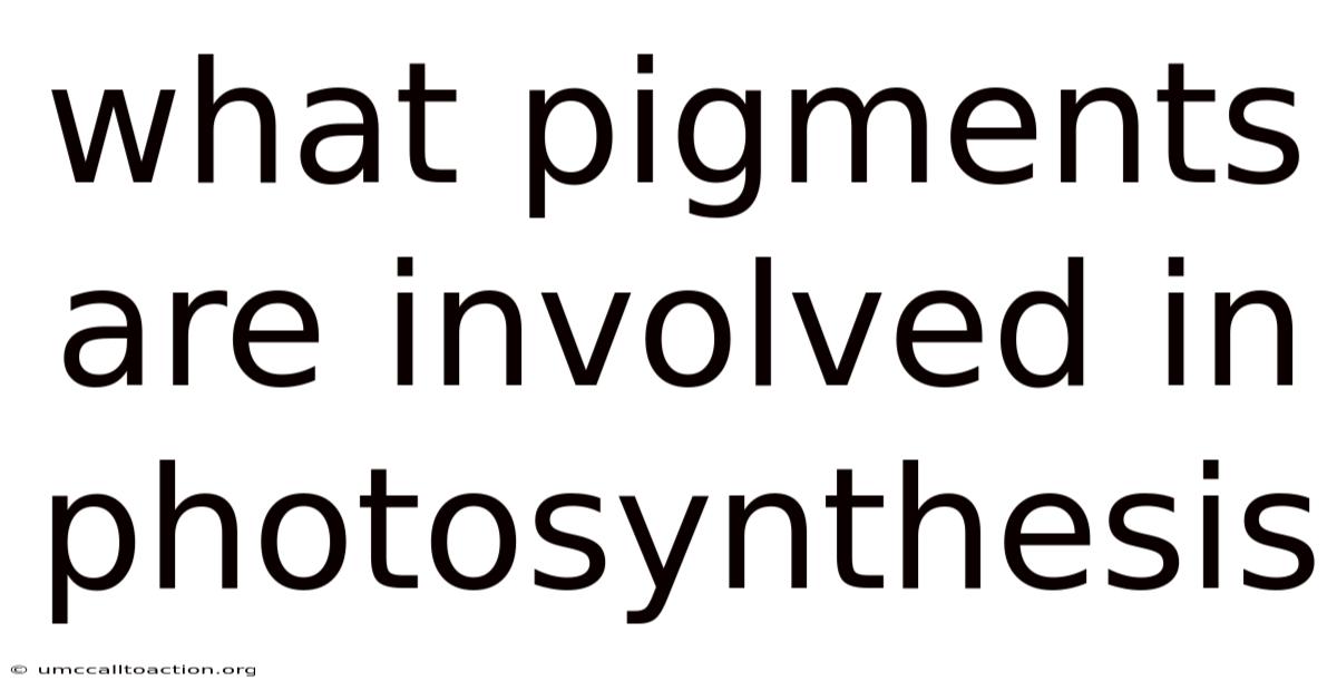 What Pigments Are Involved In Photosynthesis