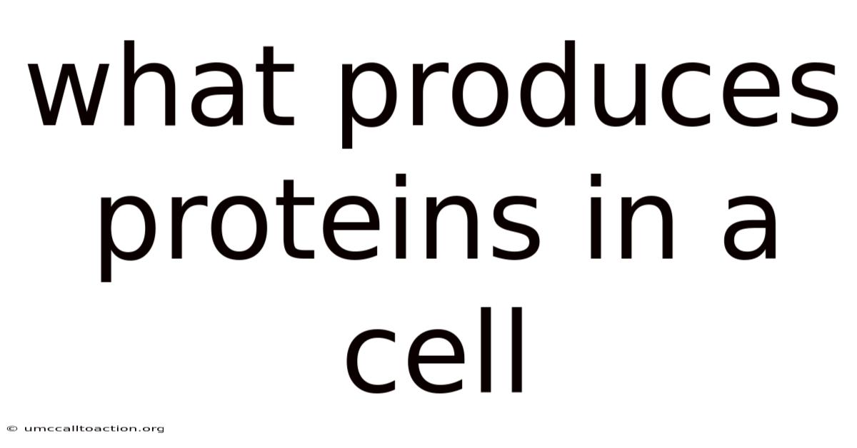 What Produces Proteins In A Cell