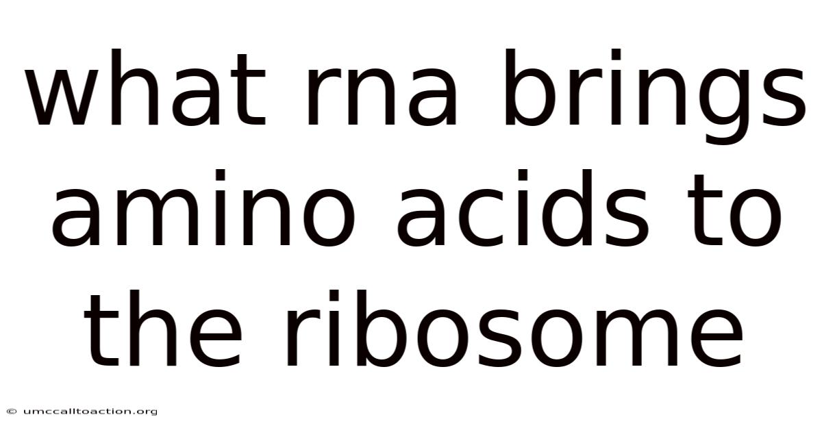 What Rna Brings Amino Acids To The Ribosome