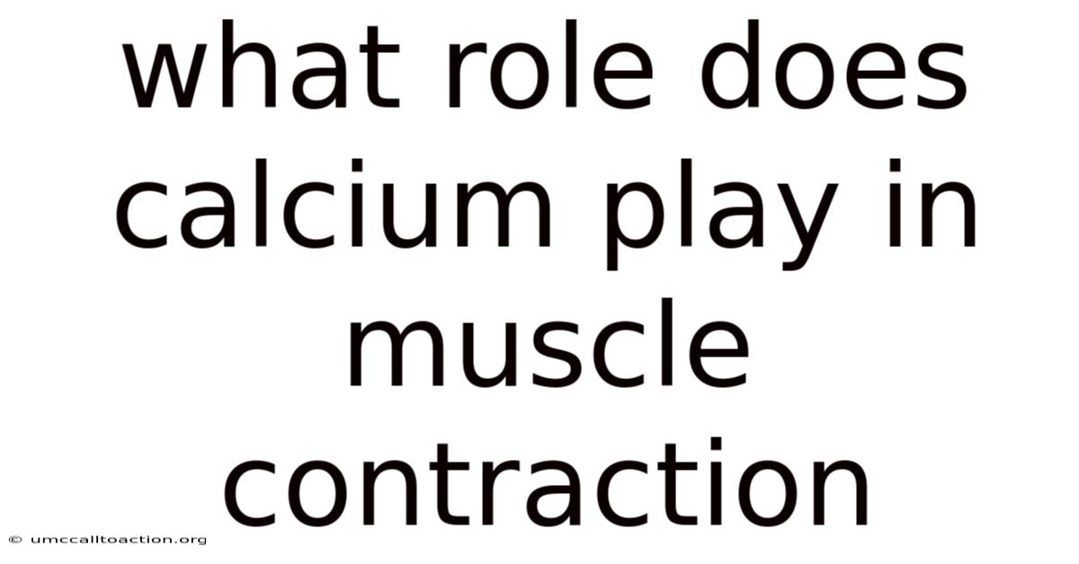 What Role Does Calcium Play In Muscle Contraction