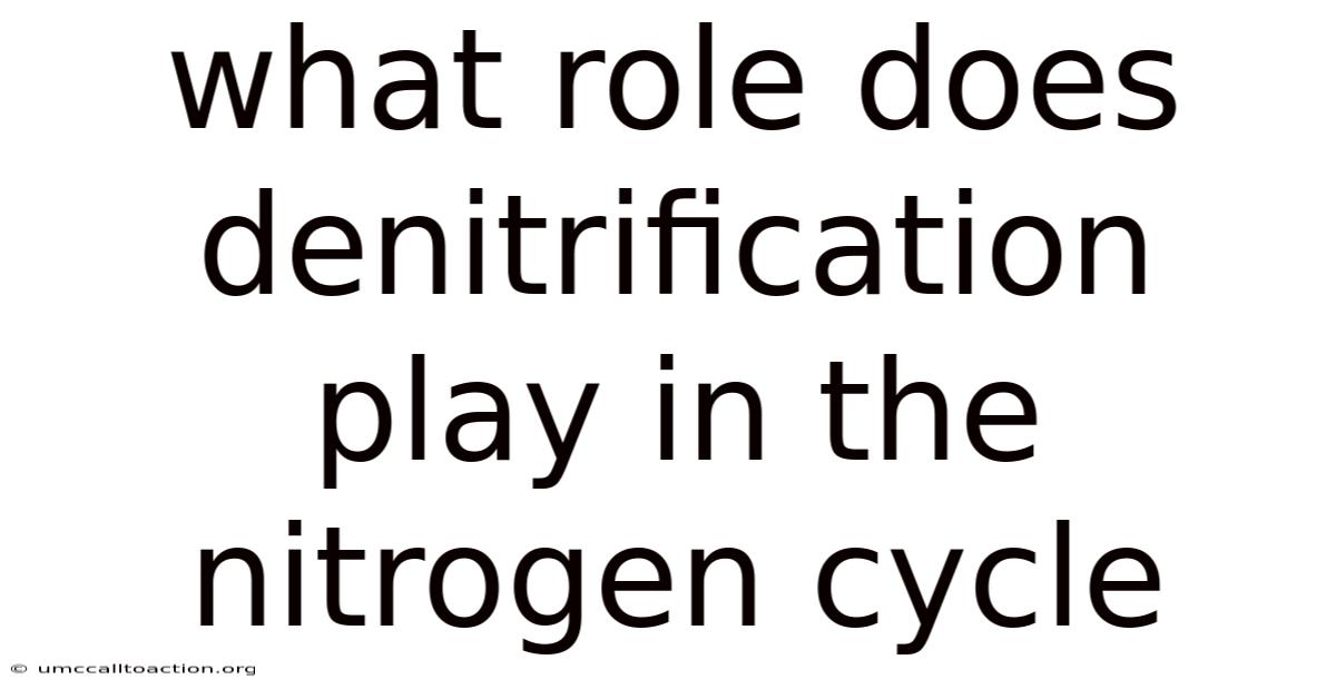 What Role Does Denitrification Play In The Nitrogen Cycle