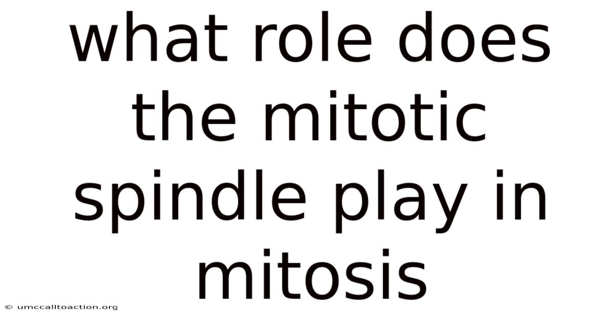 What Role Does The Mitotic Spindle Play In Mitosis