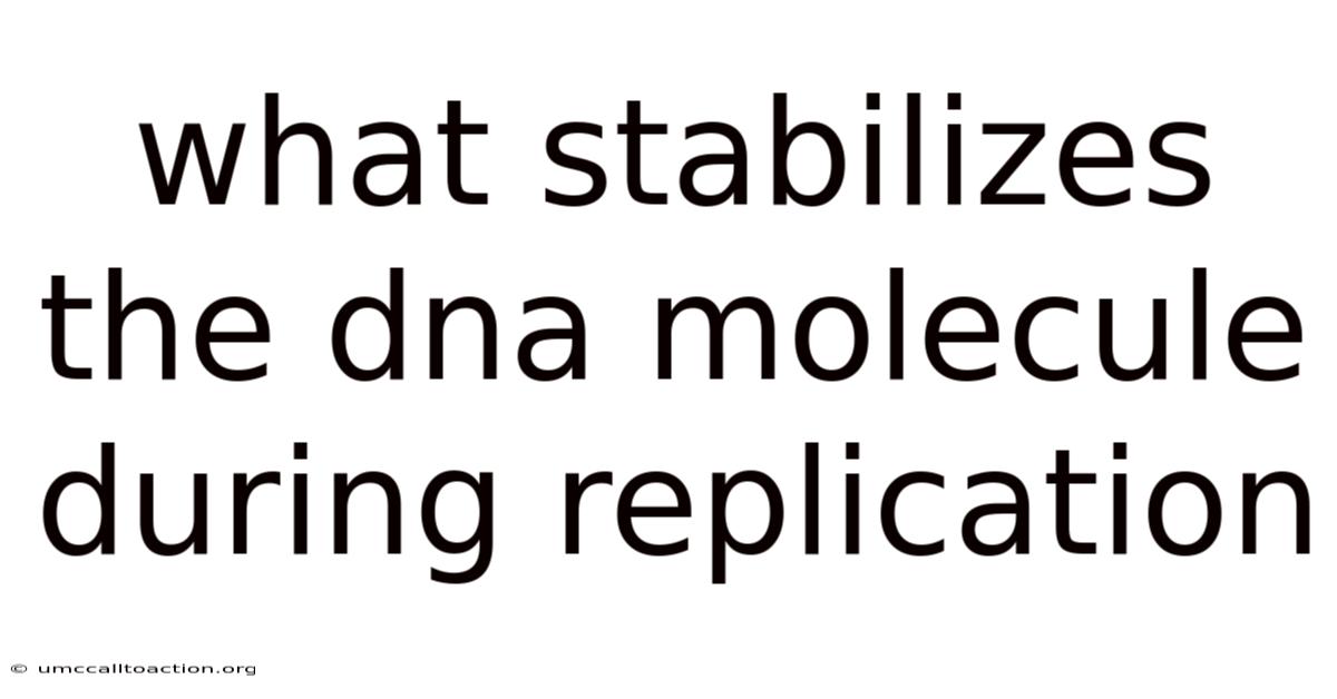 What Stabilizes The Dna Molecule During Replication