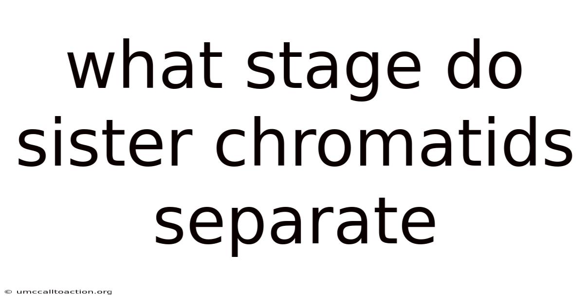 What Stage Do Sister Chromatids Separate