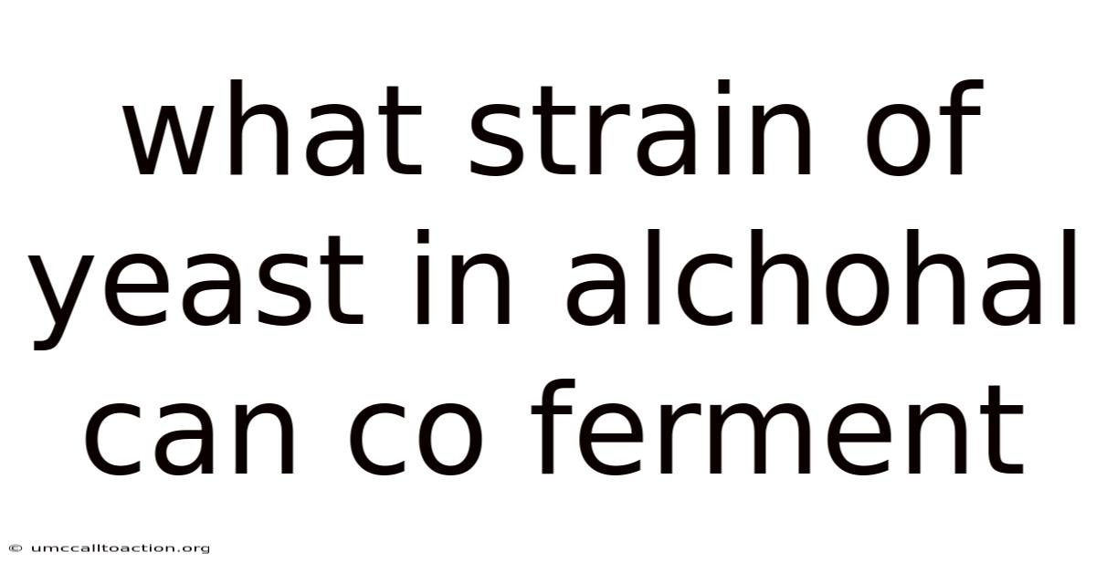 What Strain Of Yeast In Alchohal Can Co Ferment
