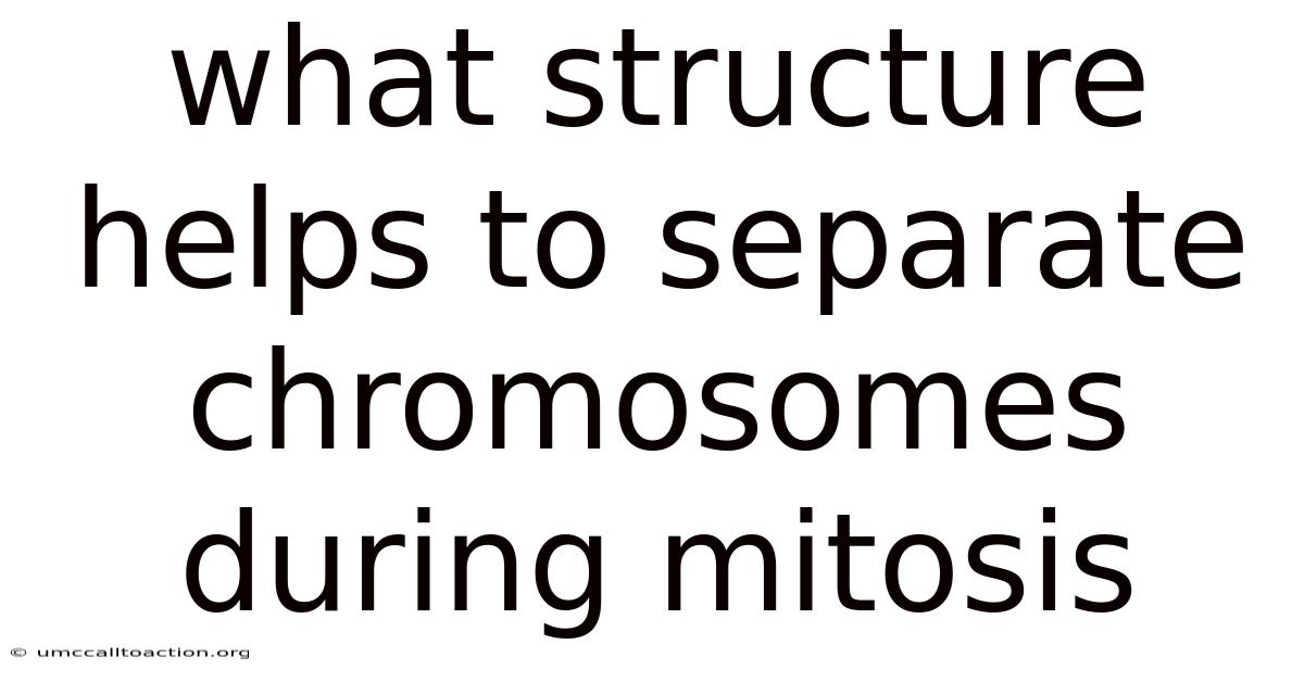 What Structure Helps To Separate Chromosomes During Mitosis