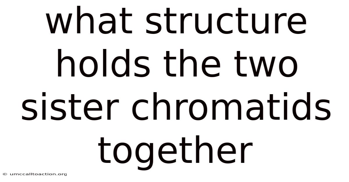 What Structure Holds The Two Sister Chromatids Together
