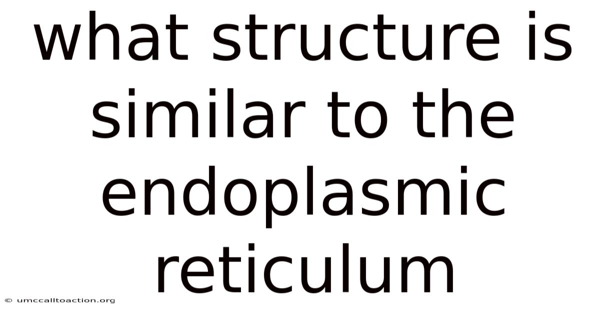 What Structure Is Similar To The Endoplasmic Reticulum