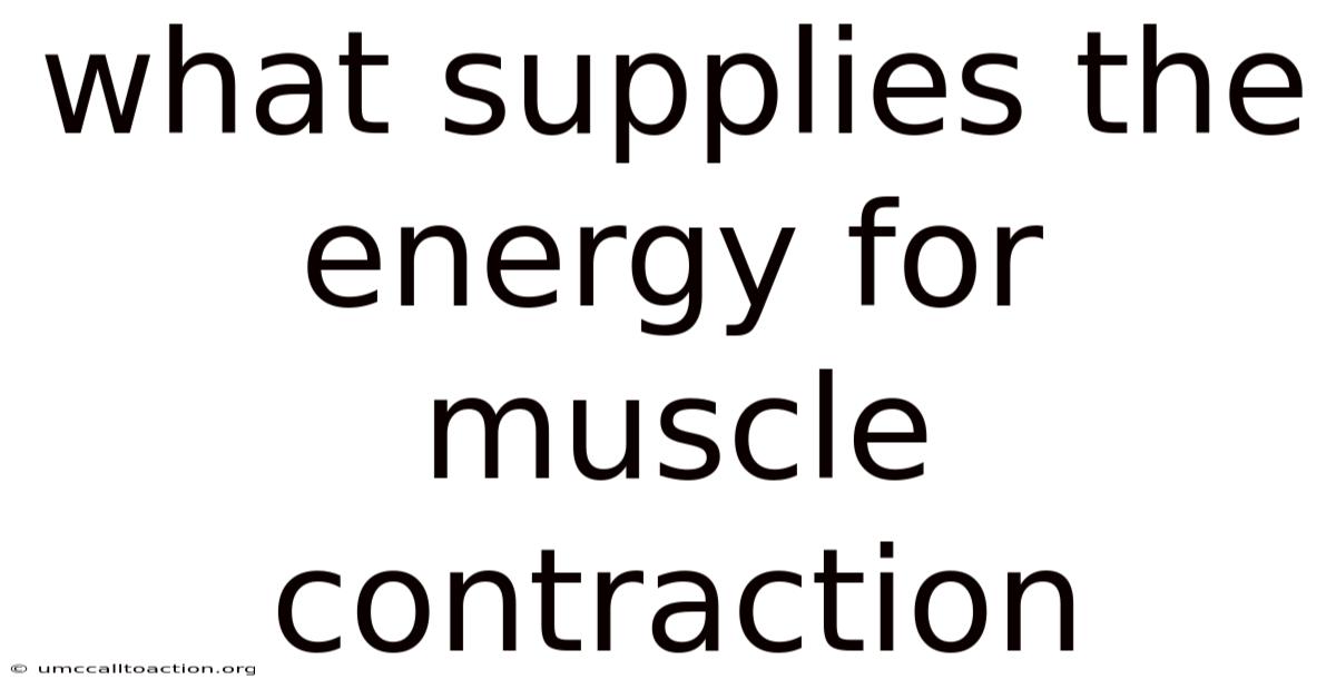 What Supplies The Energy For Muscle Contraction