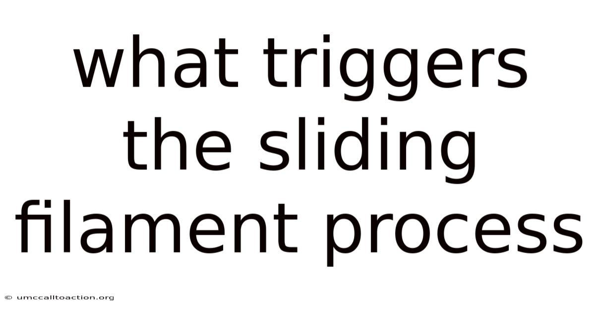 What Triggers The Sliding Filament Process