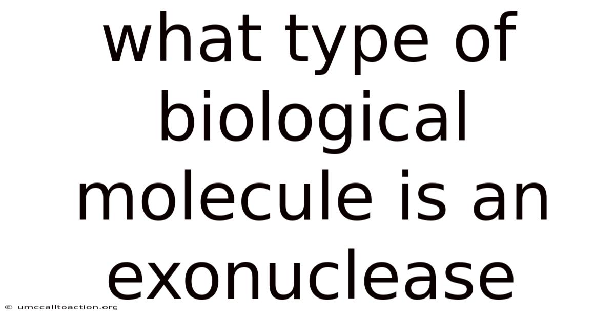 What Type Of Biological Molecule Is An Exonuclease