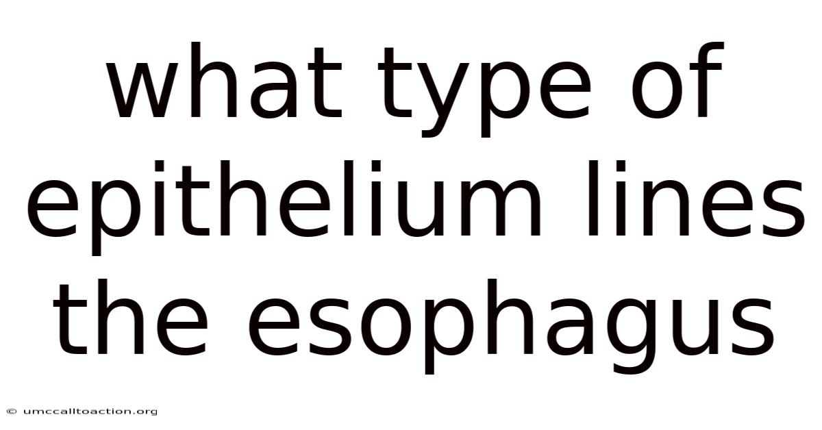 What Type Of Epithelium Lines The Esophagus