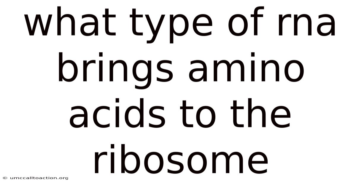 What Type Of Rna Brings Amino Acids To The Ribosome