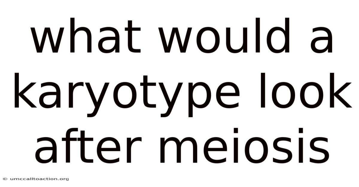 What Would A Karyotype Look After Meiosis