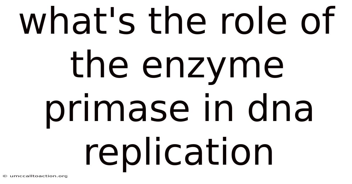 What's The Role Of The Enzyme Primase In Dna Replication