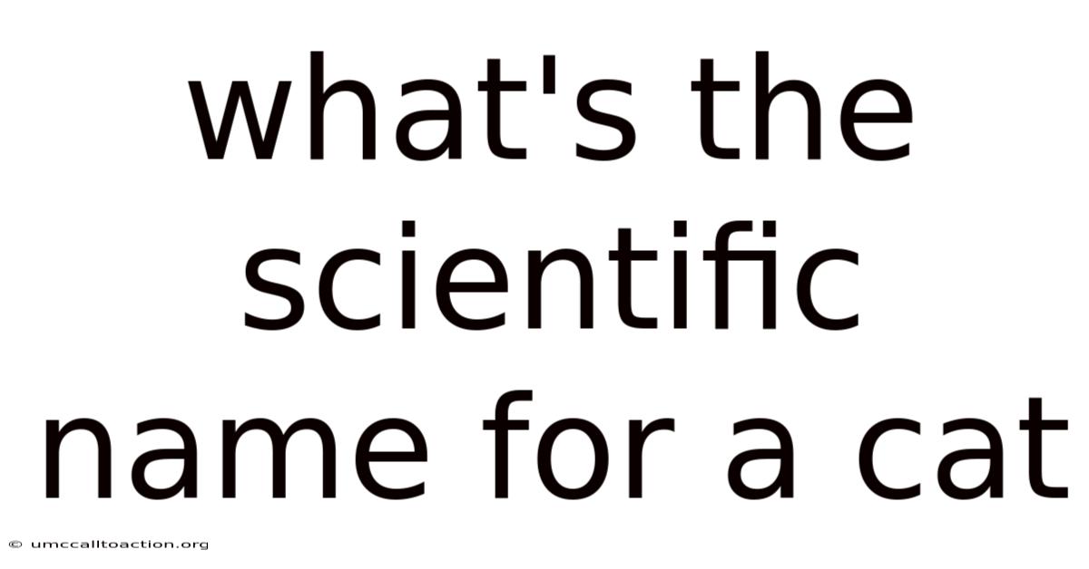 What's The Scientific Name For A Cat