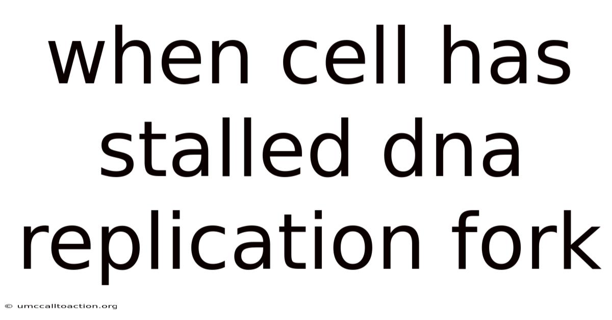 When Cell Has Stalled Dna Replication Fork