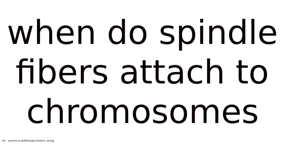 When Do Spindle Fibers Attach To Chromosomes