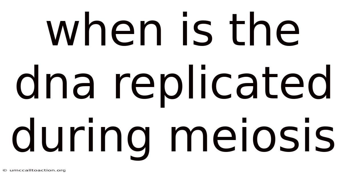When Is The Dna Replicated During Meiosis