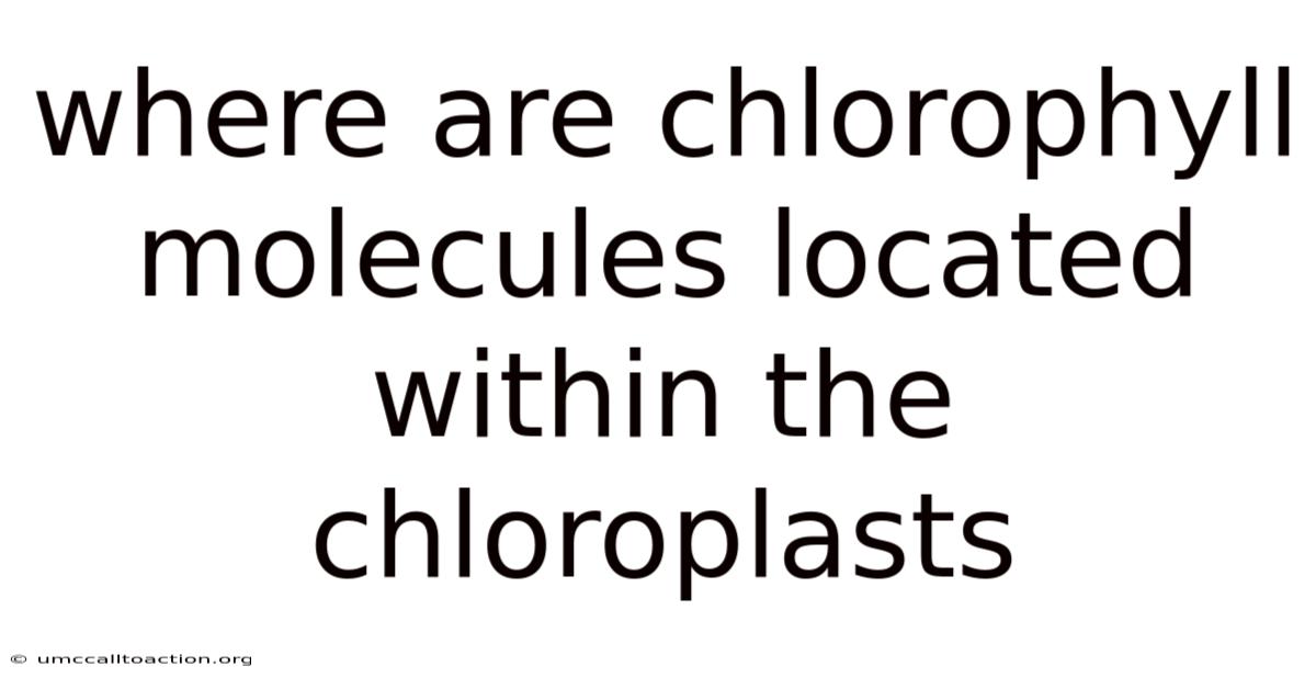 Where Are Chlorophyll Molecules Located Within The Chloroplasts