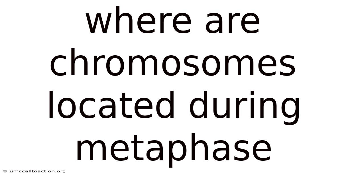 Where Are Chromosomes Located During Metaphase