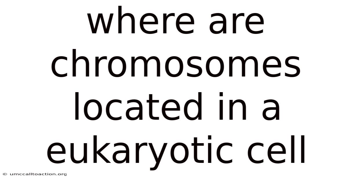 Where Are Chromosomes Located In A Eukaryotic Cell