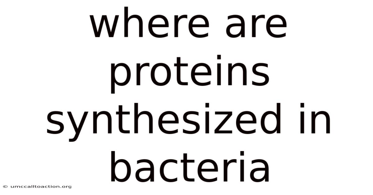 Where Are Proteins Synthesized In Bacteria