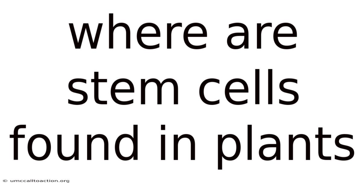Where Are Stem Cells Found In Plants