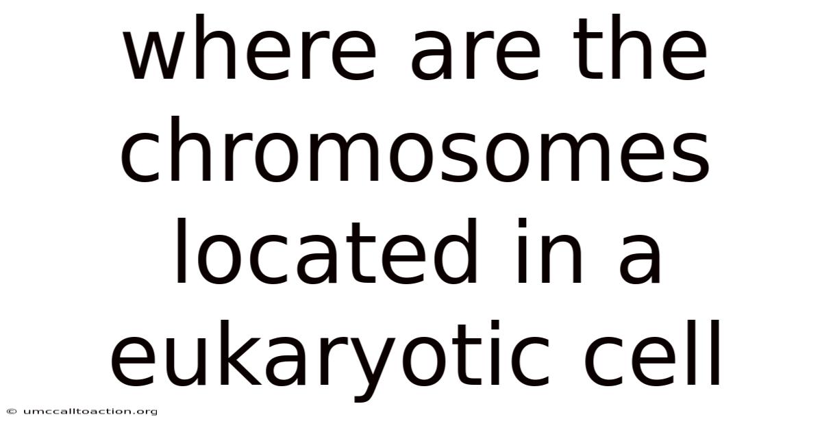 Where Are The Chromosomes Located In A Eukaryotic Cell