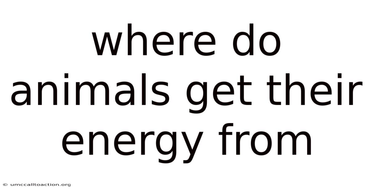 Where Do Animals Get Their Energy From