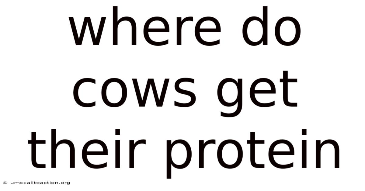 Where Do Cows Get Their Protein