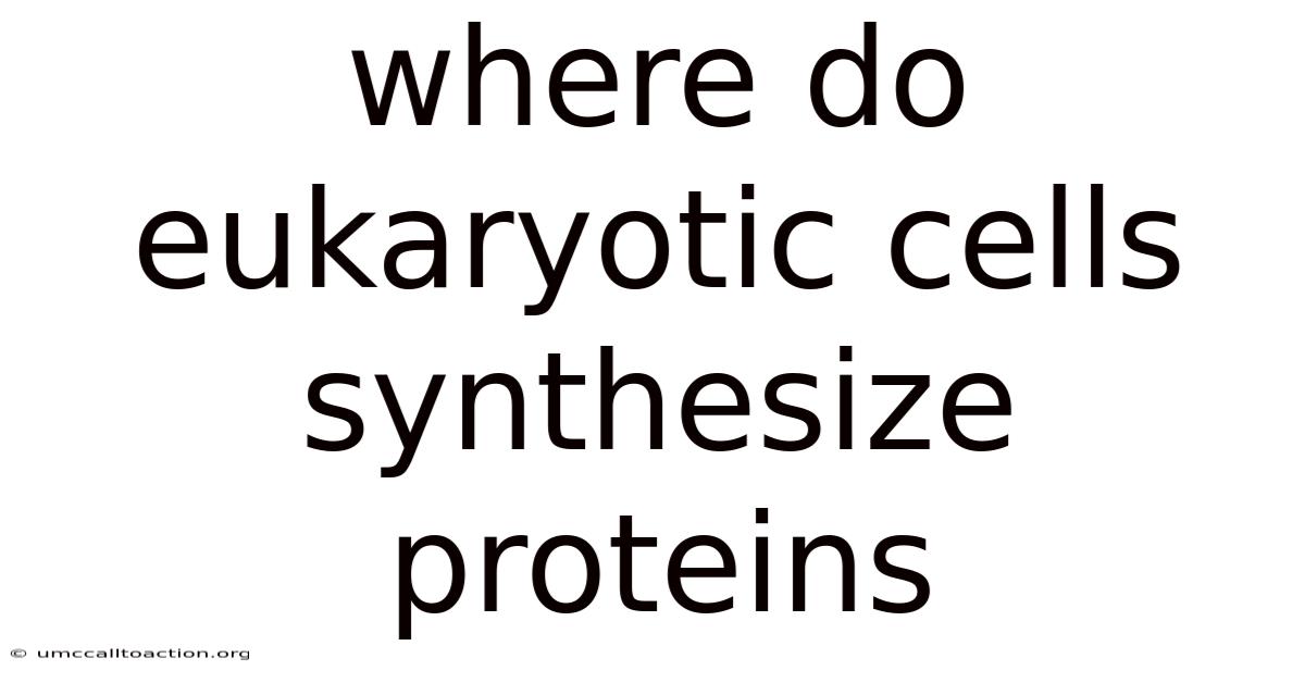 Where Do Eukaryotic Cells Synthesize Proteins
