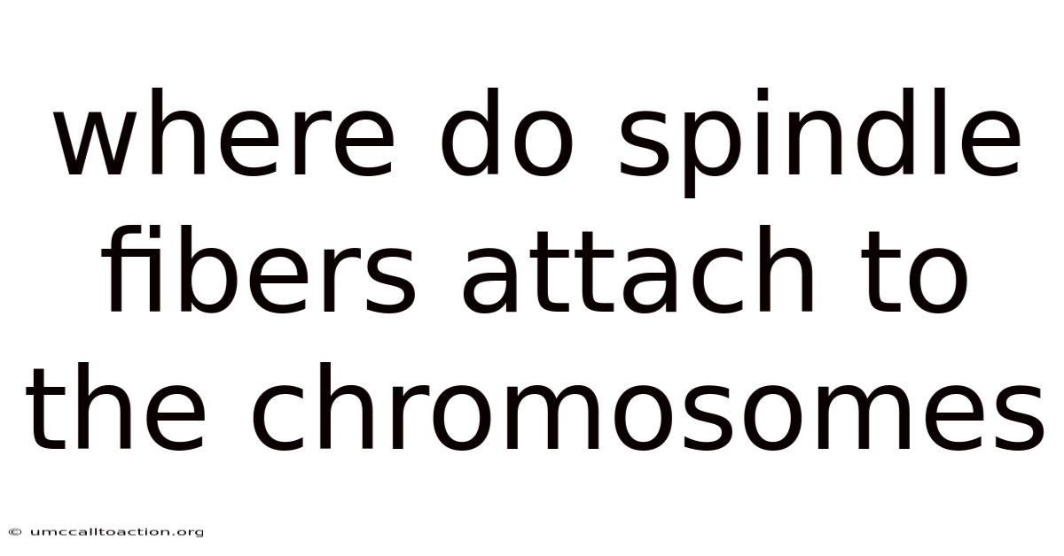 Where Do Spindle Fibers Attach To The Chromosomes