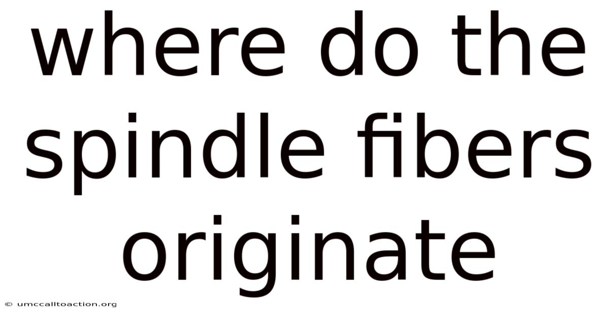 Where Do The Spindle Fibers Originate