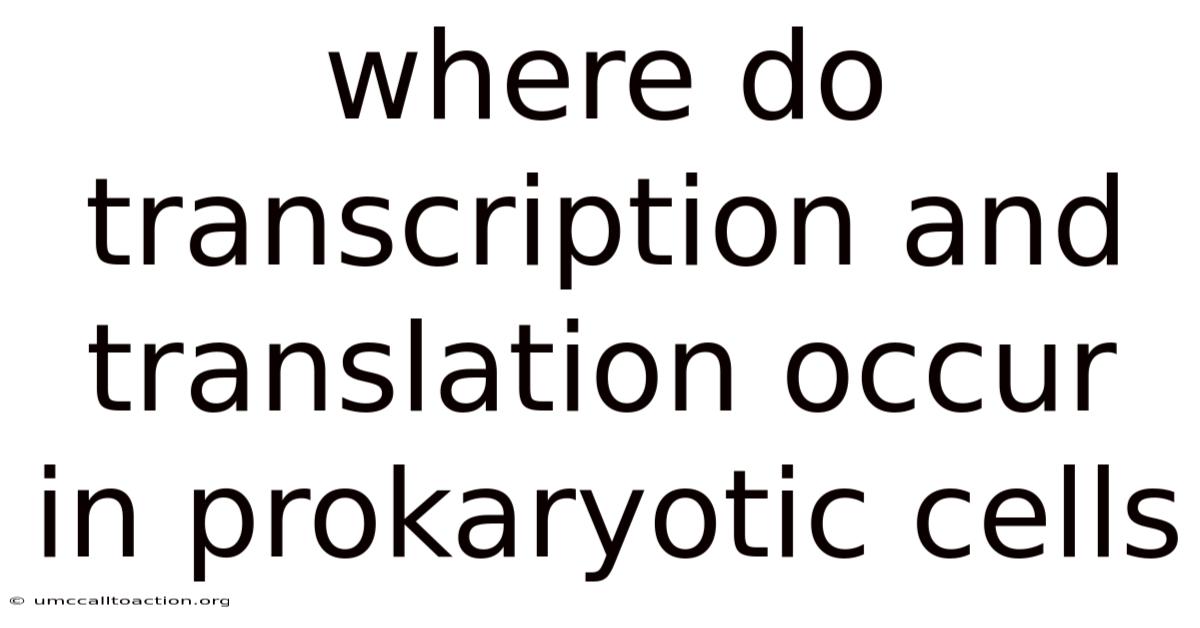 Where Do Transcription And Translation Occur In Prokaryotic Cells