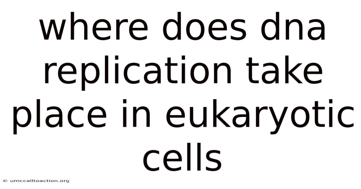 Where Does Dna Replication Take Place In Eukaryotic Cells