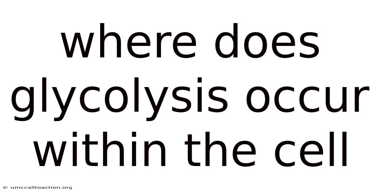 Where Does Glycolysis Occur Within The Cell