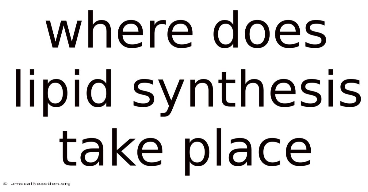 Where Does Lipid Synthesis Take Place