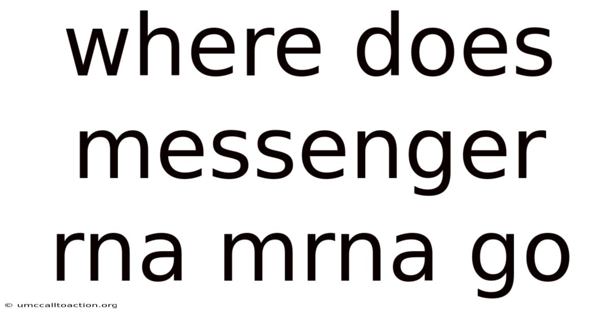 Where Does Messenger Rna Mrna Go