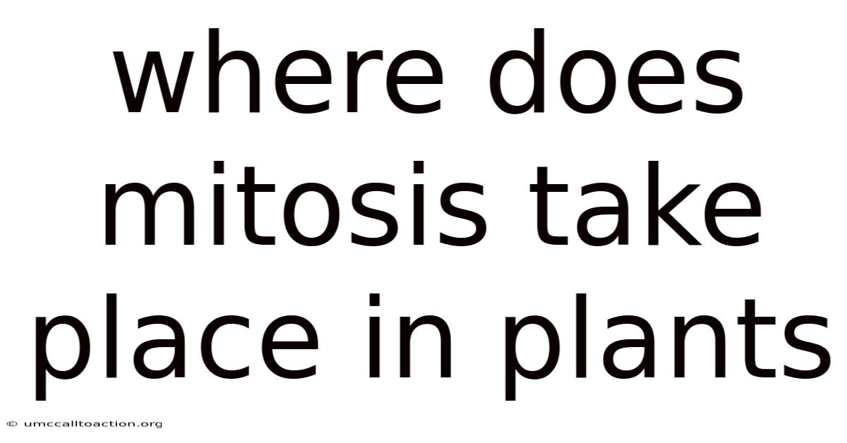 Where Does Mitosis Take Place In Plants