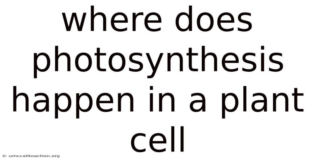 Where Does Photosynthesis Happen In A Plant Cell