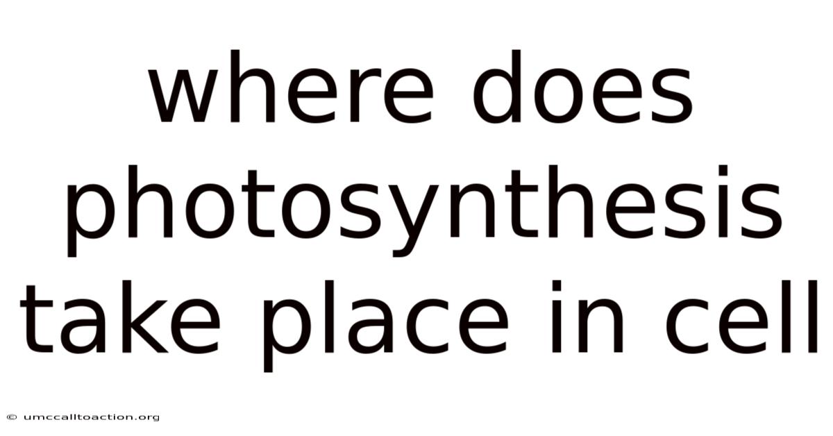 Where Does Photosynthesis Take Place In Cell