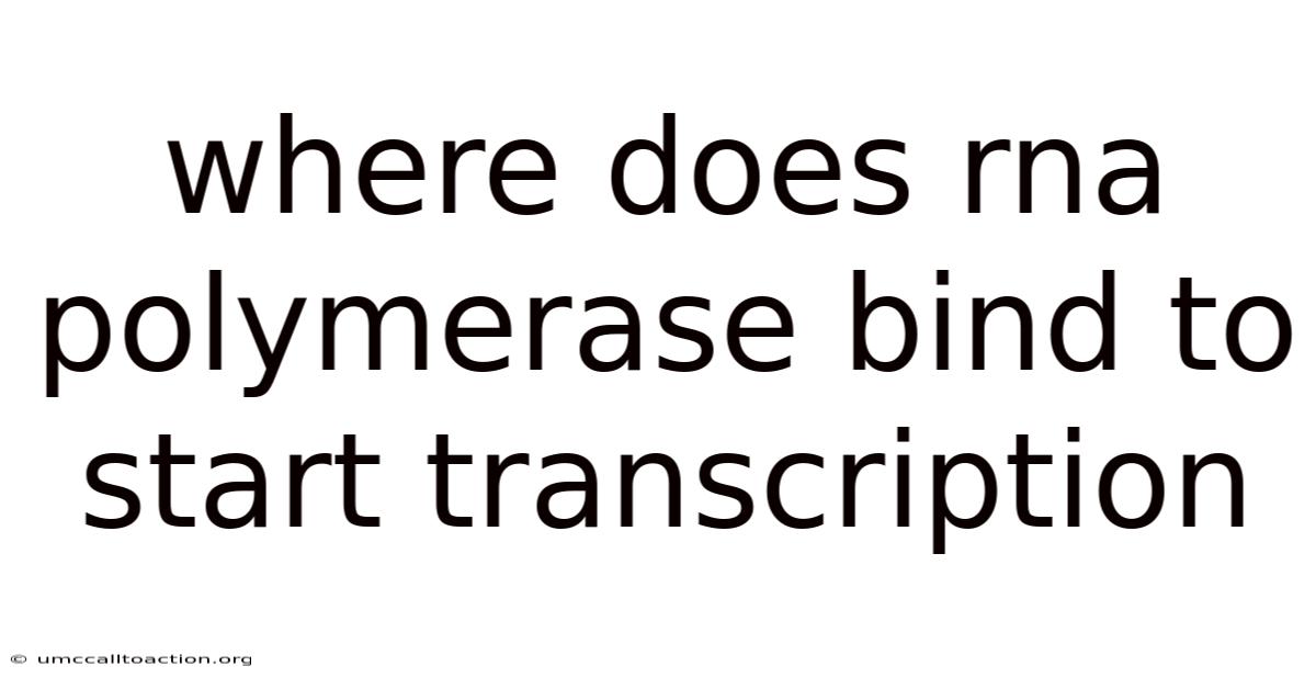Where Does Rna Polymerase Bind To Start Transcription