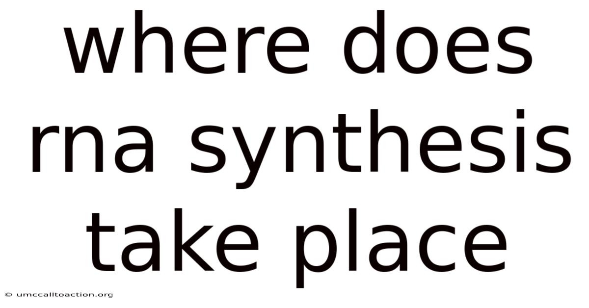 Where Does Rna Synthesis Take Place