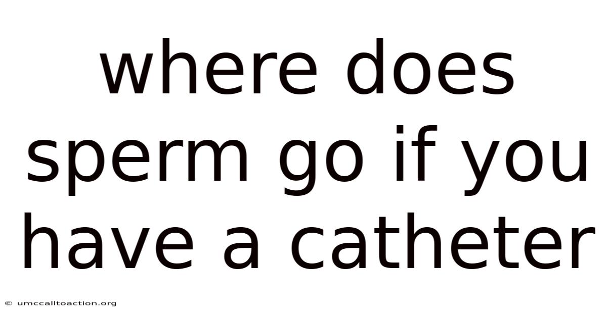 Where Does Sperm Go If You Have A Catheter